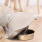 Dog Elizabeth Recovery Collar